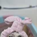 쌀롱 드 빼로 이미지