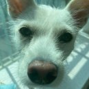 한결같은 동물병원 이미지