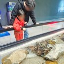 일진메디칼 | 여수 아쿠아플라넷 올인원(아쿠아리움+헬가스텐첼+오션시네마) 후기