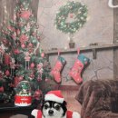 견생폼나개 이미지