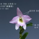 신라향 이미지