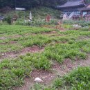 용화 농장 이미지