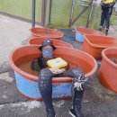 블루오션스킨스쿠버 이미지