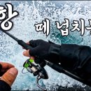 포항 넙치농어 이미지