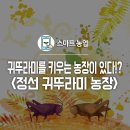 정선아리귀뚜라미농장 | 귀뚜라미를 키우는 농장이 있다? :: <정선 귀뚜라미 농장>