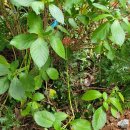 화가의정원 이미지