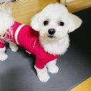 지혜롭개 이미지