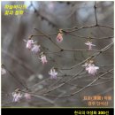 3월 9일. 한국의 탄생화와 부부 사랑 / 올괴불나무 이미지