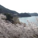 용담면 벚꽃길 이미지