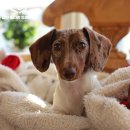 비타민동물병원 이미지