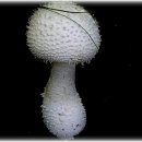 식용버섯종류(사진) 이미지