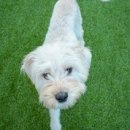 서울마곡유치원 | [서울/마곡] 마곡 강아지유치원 옐레드 마곡점