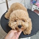 리틀댕댕 이미지