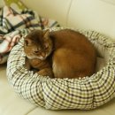 냥이멍이네 이미지