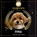 댕스럽개 이미지