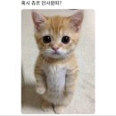 금석이네 Daum카페