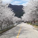 춘천의 마지막 벚꽃길 이미지