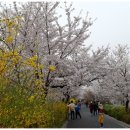 장안벚꽃길 이미지