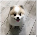 진접애견미용 네이버블로그