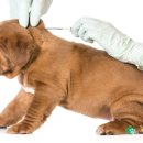 강릉동물병원 이미지