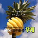 인애청과 네이버블로그
