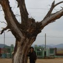 고목초등학교 이미지