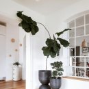 그린인테리어 홈가드닝 이미지