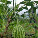 자미원농장 이미지