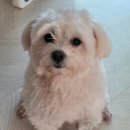 성꼬미 이미지