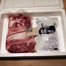 총알돼지 이미지