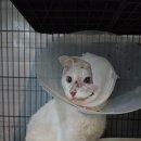 서군산농협주유소 이미지