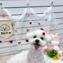 호두네 맡겨보개 이미지