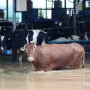 유실목장 이미지