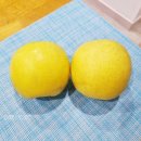 건강 과일 썬플러스 시나노 골드 사과 달콤상콤 아삭한 맛ㅣ사과 보관방법