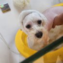 살랑애견미용실 이미지