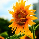 양산호수공원 이미지