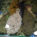 오랫만에 아고라에 갔다가...(펌)....완료 이미지