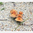 충북알프스자연휴양림 이미지