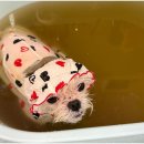 블링블링슈가 이미지