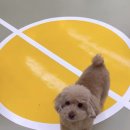 헬로우버디 분당점 이미지