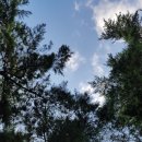 송림톱밥 이미지