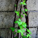 더덕쟁이 이미지