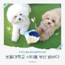 꾸미는 강아지 | 강아지 밥꾸 실리콘 식기 보울대학교 시티볼 부산 밤바다 후기