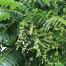 참죽나무 이미지