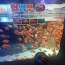 [사천아이랑]실내 가볼만한곳 아리마루 아쿠아리움 하마, 슈빌, 먹이주는 시간과 꿀팁, 가격