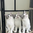 라마지샤 이미지