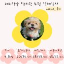 퍼피댕글 이미지