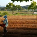 제내농장 이미지