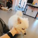 다시사랑받개 이미지