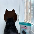 (주)프레시오늘 | 차콜프레시 | 그레인 고양이 모래 탈취제 500g 사용후기
